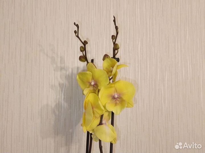 Орхидея фаленопсис биг лип Манго