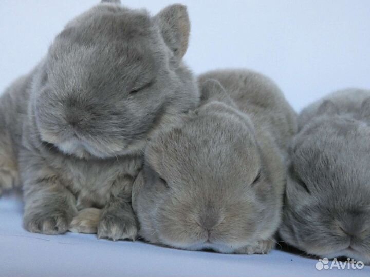 Карликовые кролики породы рекс