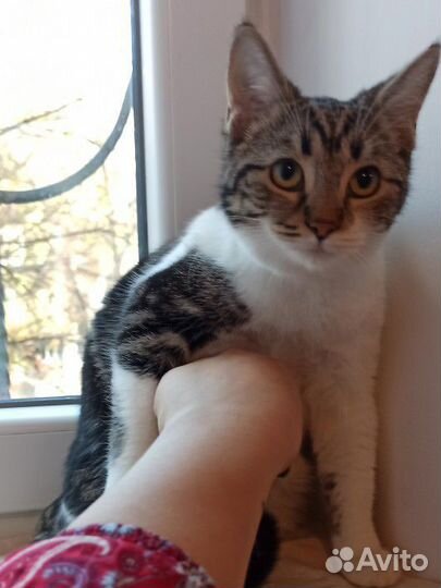 Кошечка Мия