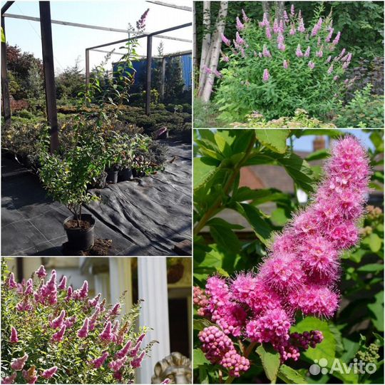 Спирея Дугласа