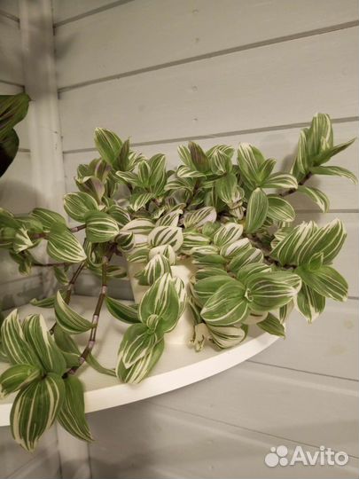 Традесканции