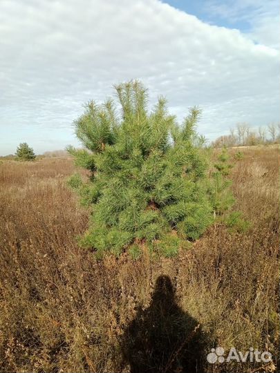 Сосна новогодняя оптом