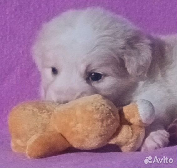Щенки Бордер колли - дорого