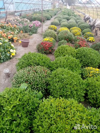 Хризантемы мультифлора шаровидна и веточная