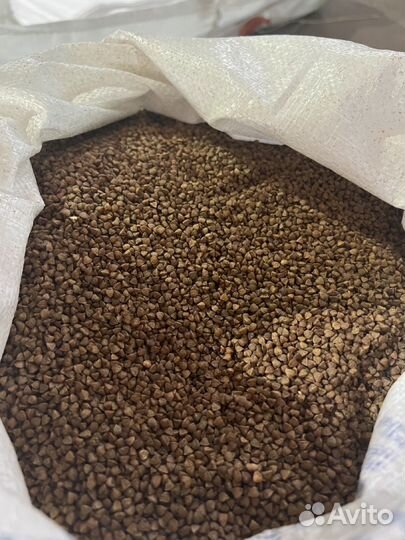 Гречка темная на Туркменистан, Азербайджан, Иран