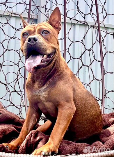 Китайский Чунцин