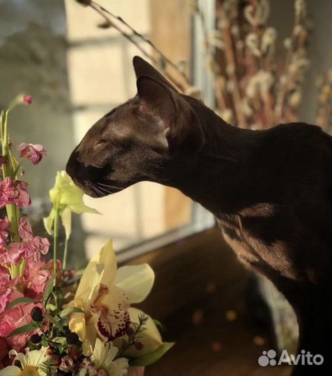 Элитные ориенталы из официального питомника