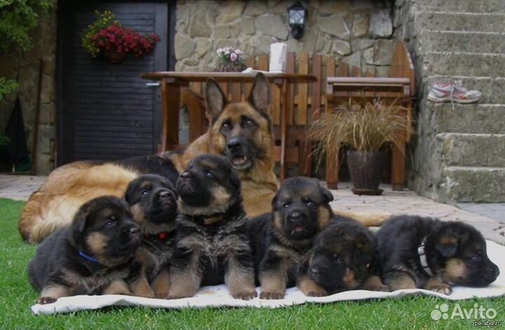 Чистокровные дрессированные овчарки немцы-щенки