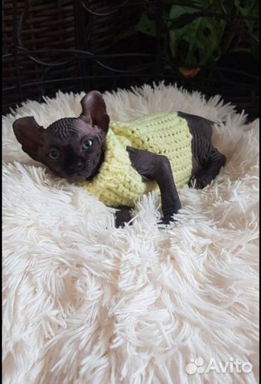 Канадский сфинкс