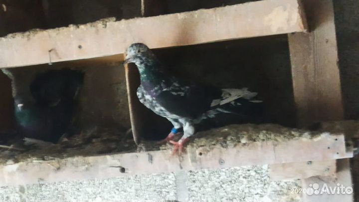 Бакинцы широкохвостые