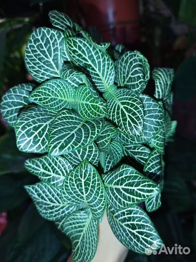 Фиттония срез