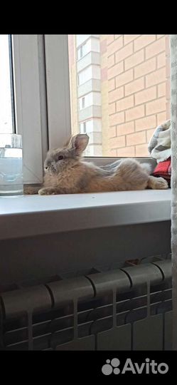 Домашние животные грызуны