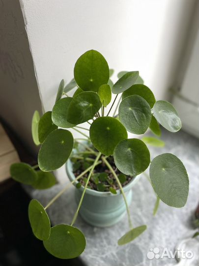 Пилея пеперомиевидная