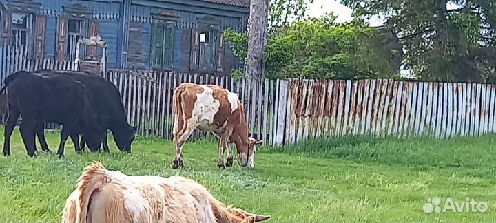 Коровы, телята,бычки, овцы,ягнята