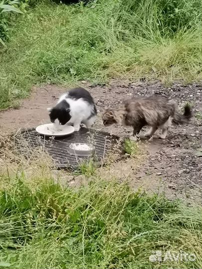 Кошке нужен дом