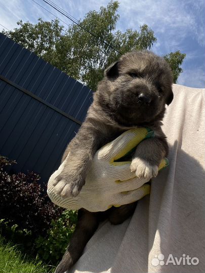 Щенок в добрые руки бесплатно