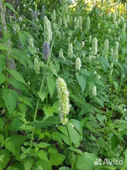 Лекарственные травы, чай и растения