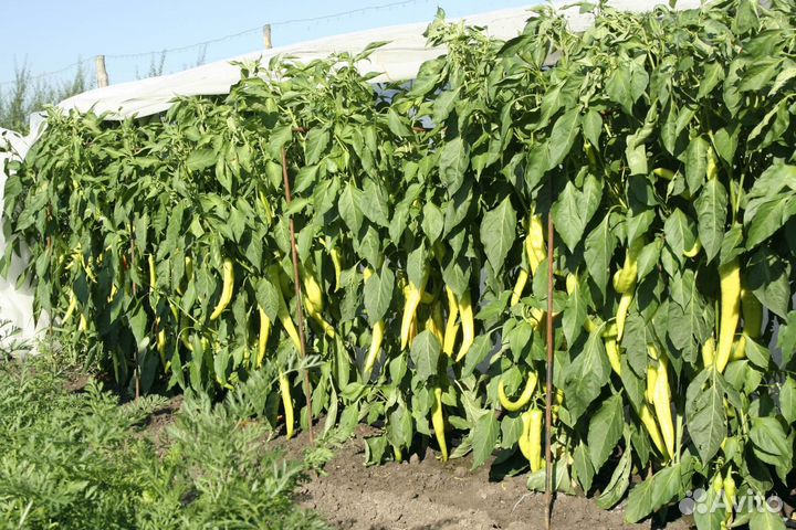 Рассада острого перца - сорт Харакири