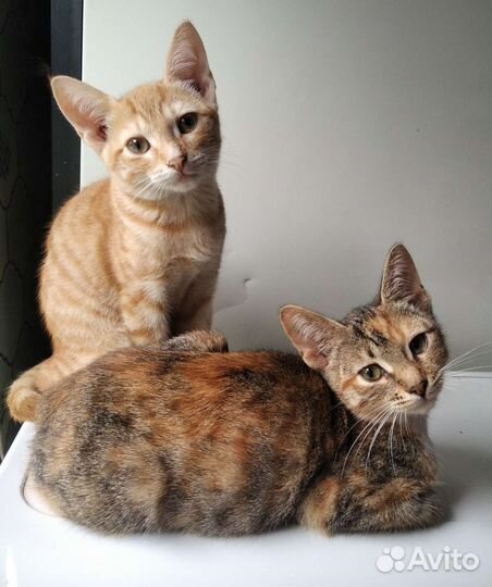 Котята