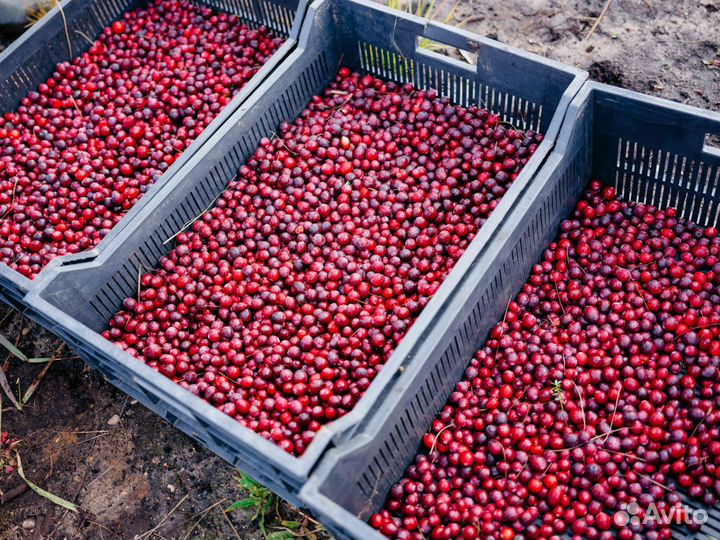 Брусника Клюква свежая Рязань