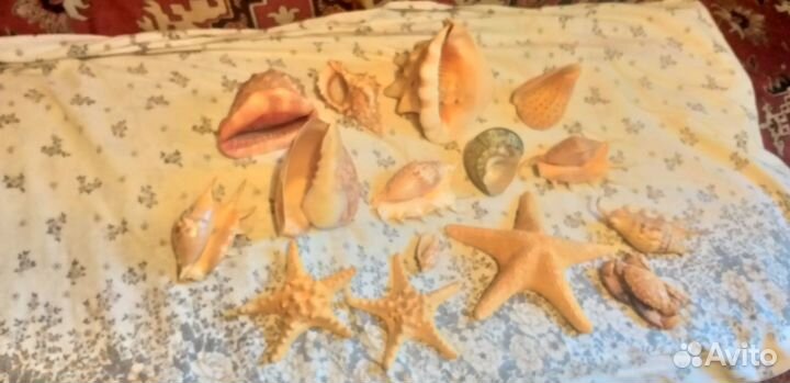 Ракушки и морские звезды