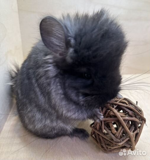 Шиншилла ангора мальчик и девочка 2,5 мес