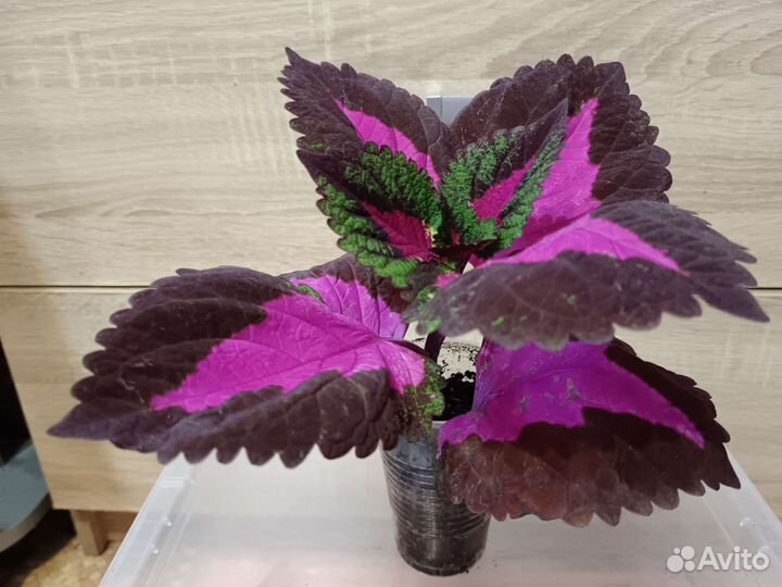 Колеус цветок для дома сада