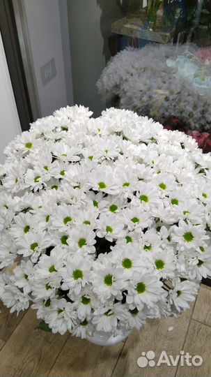 Хризантема кустовая