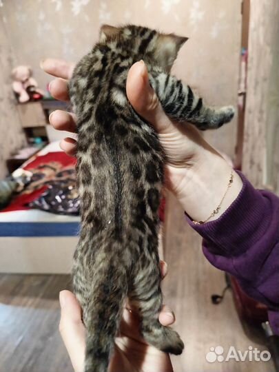 Бенгальские котята
