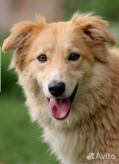 Собаки бесплатно в добрые руки