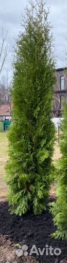 Туя смарагд 2 метра