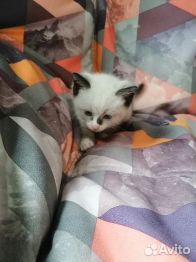 Котята в добрые руки бесплатно