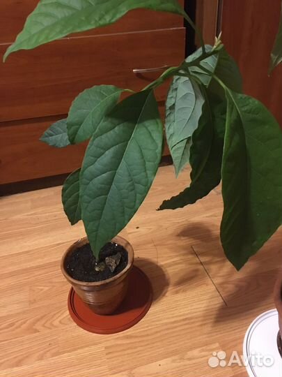 Авокадо растение