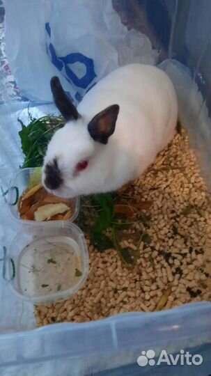 Декоративные кролики в добрые руки