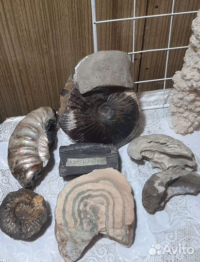 Дымчатый кварц с природной головкой