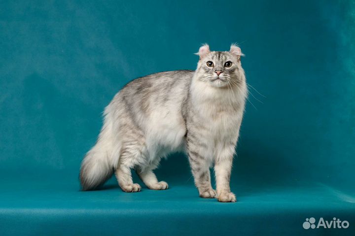 Американские кёрлы, питомник