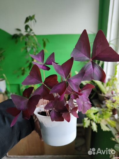 Комнатные растения цветы
