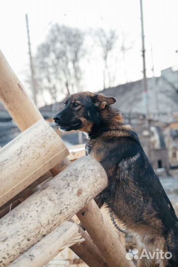 Собака в добрые руки