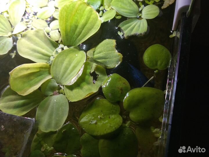 Бесплатно пистия и лимнобиум (мелкие)