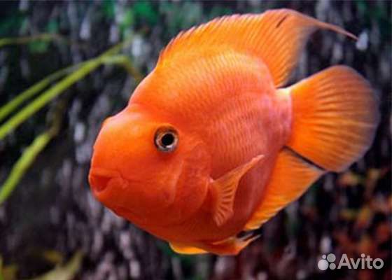 Рыба-попугай (цихлида)