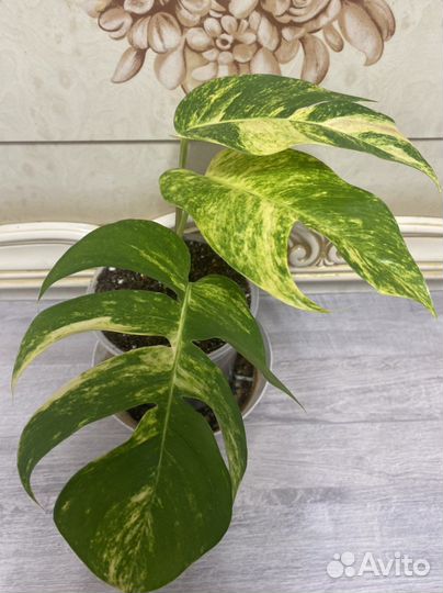 Эпипремнум Еллоу Флэйм