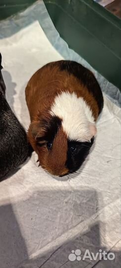 Морские свинки девочки