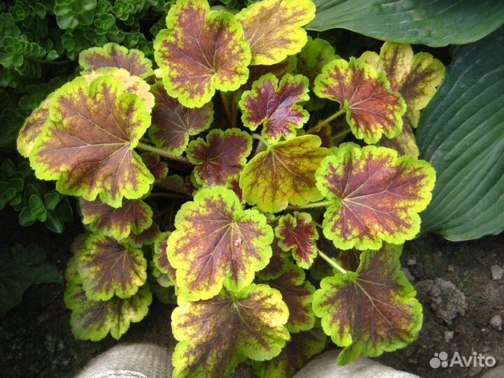 Гейхеры - саженцы и деленки