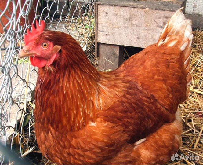 Куры молодые несушки