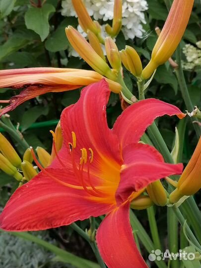 Лилейники сортовые