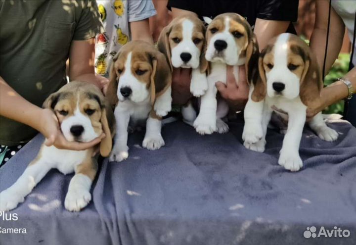 Щенки бигль РКФ