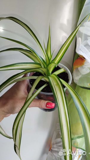 Хлорофитум полосатый,фильтр/очиститель воздуха