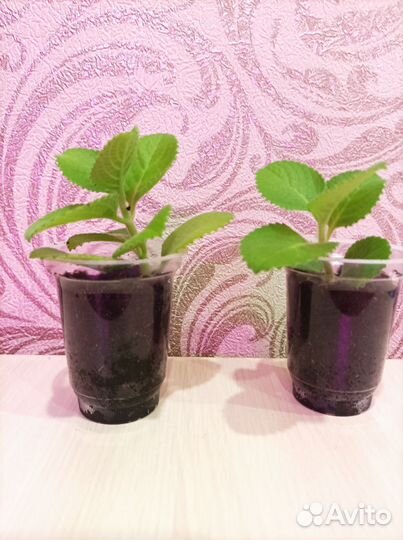 Комнатные цветы