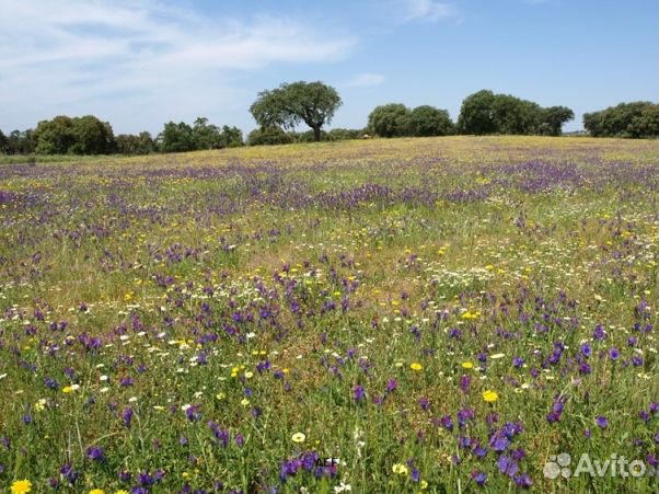 Мёд 24 года из Алтая опт