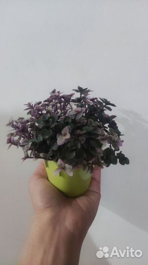 Каллизия